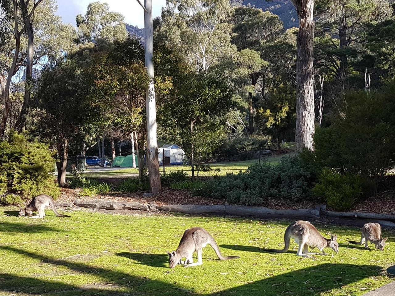 Breeze Holiday Parks - Halls Gap Exterior photo